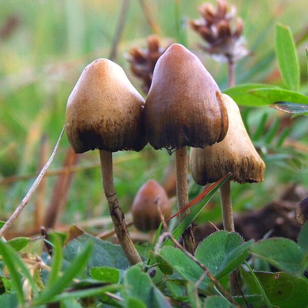 psilocybe semilanceata sweden