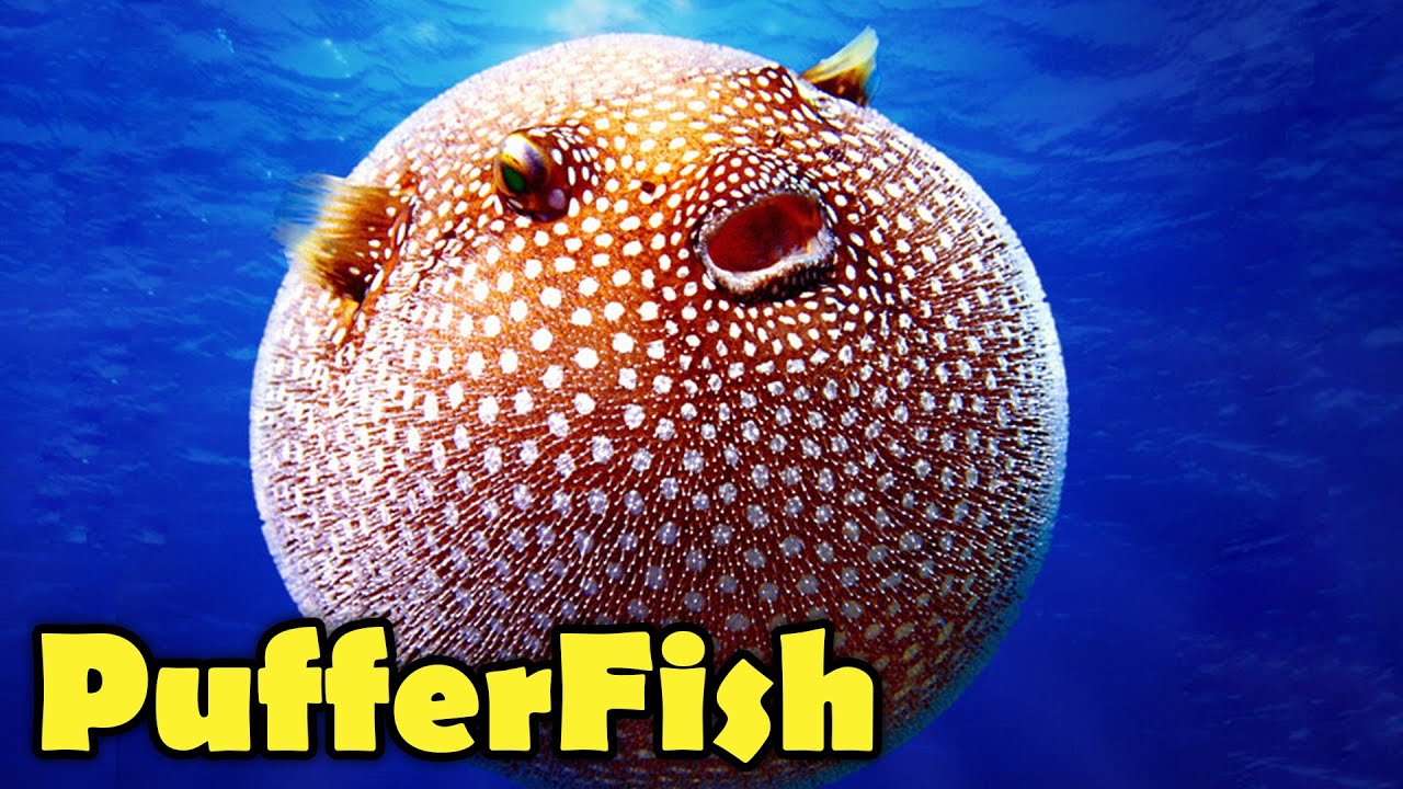 puffer fish youtube