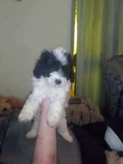 puppies for sale mildura