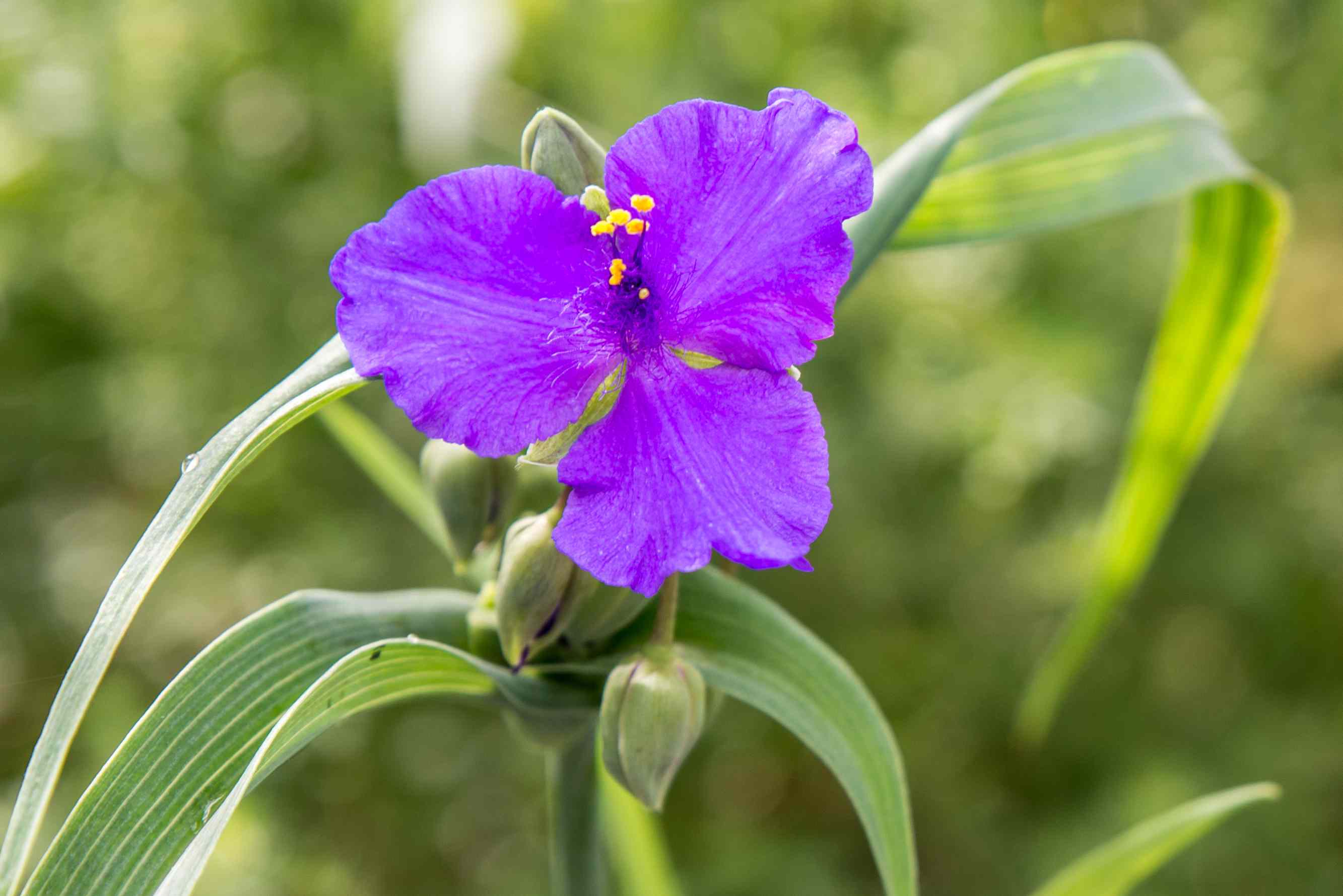 purple wort flower