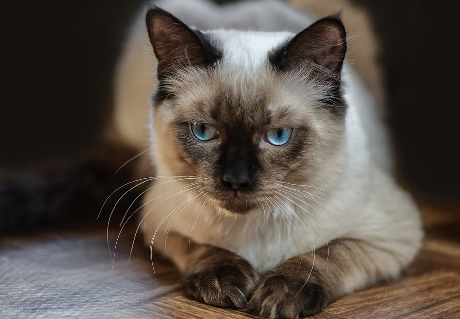 ragdoll cat lifespan