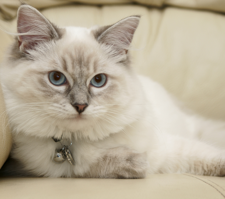 ragdoll kittens vancouver bc