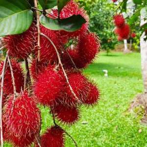 rambutan price in kerala