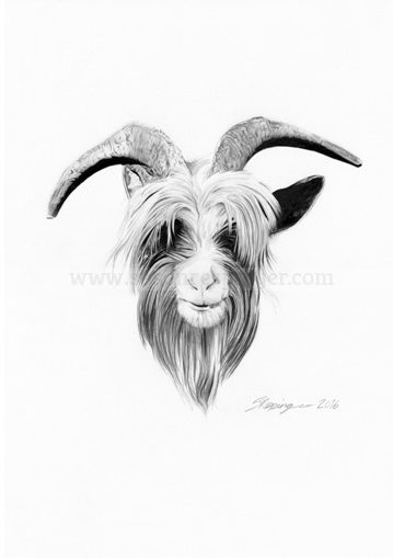 realistic goat head drawing