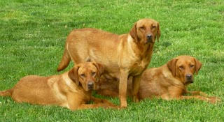 red fox lab puppies for sale ontario