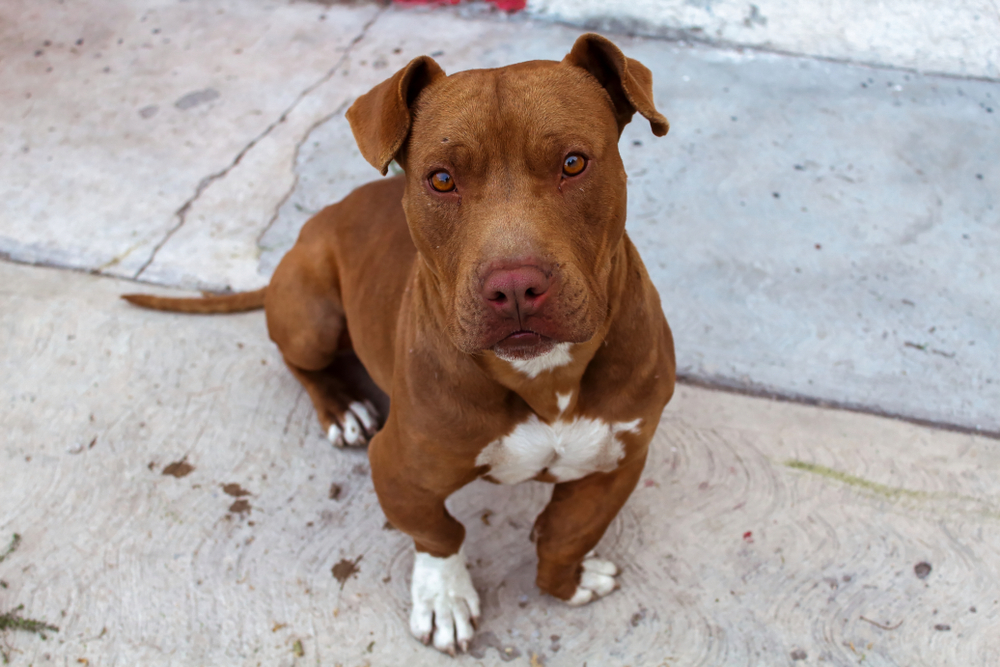 red nose pitbull dog