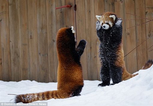 red panda trying to be scary