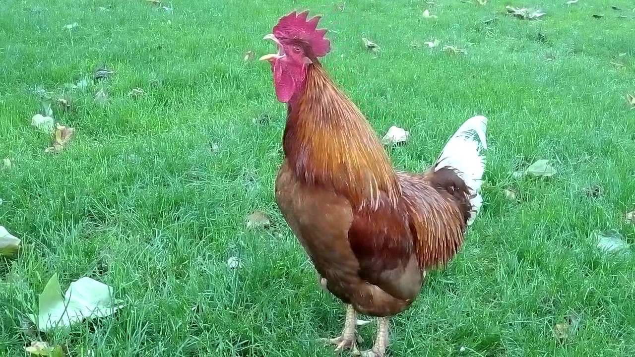 rooster sound effect