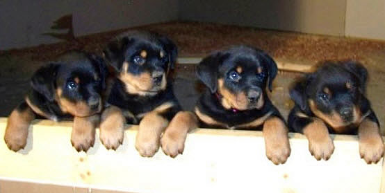 rottweiler puppies minnesota