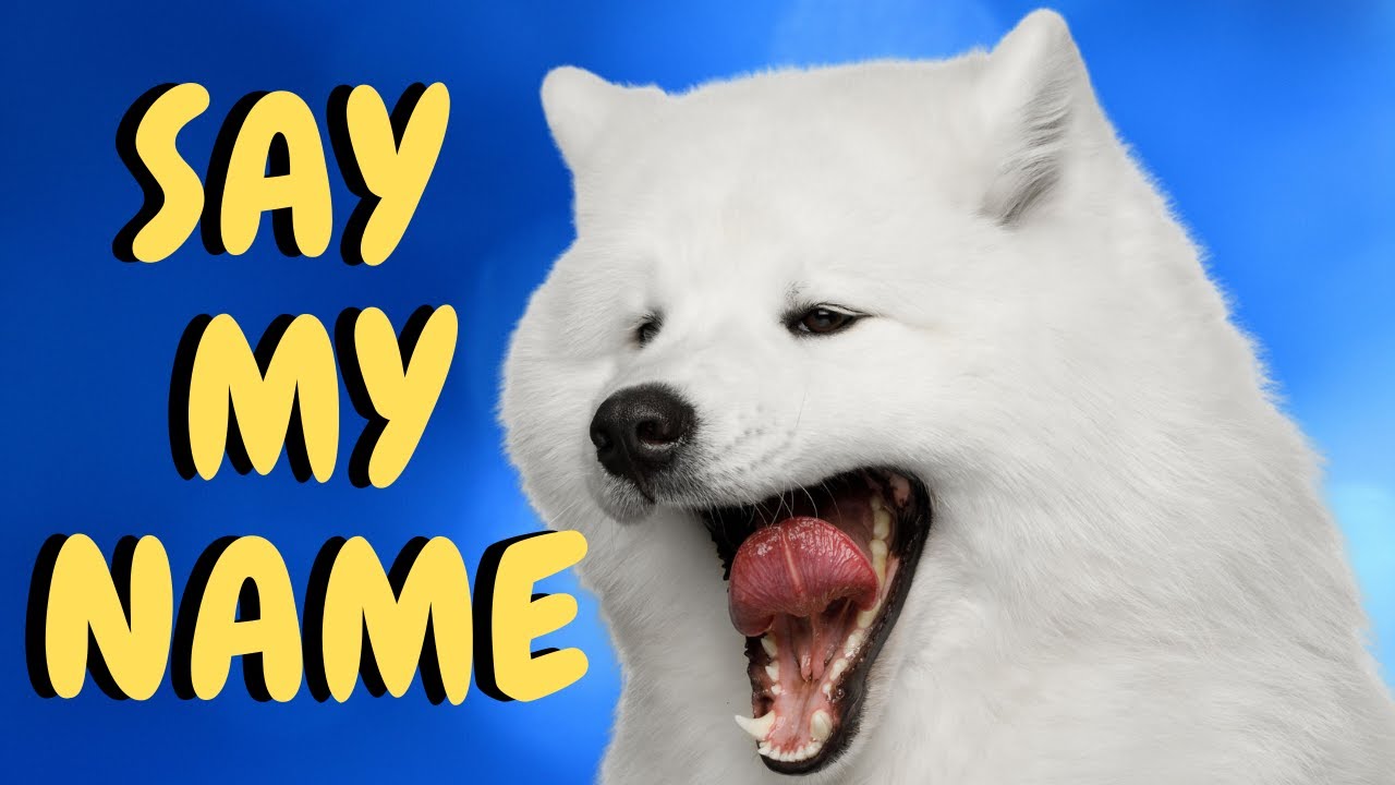 samoyed dog pronunciation