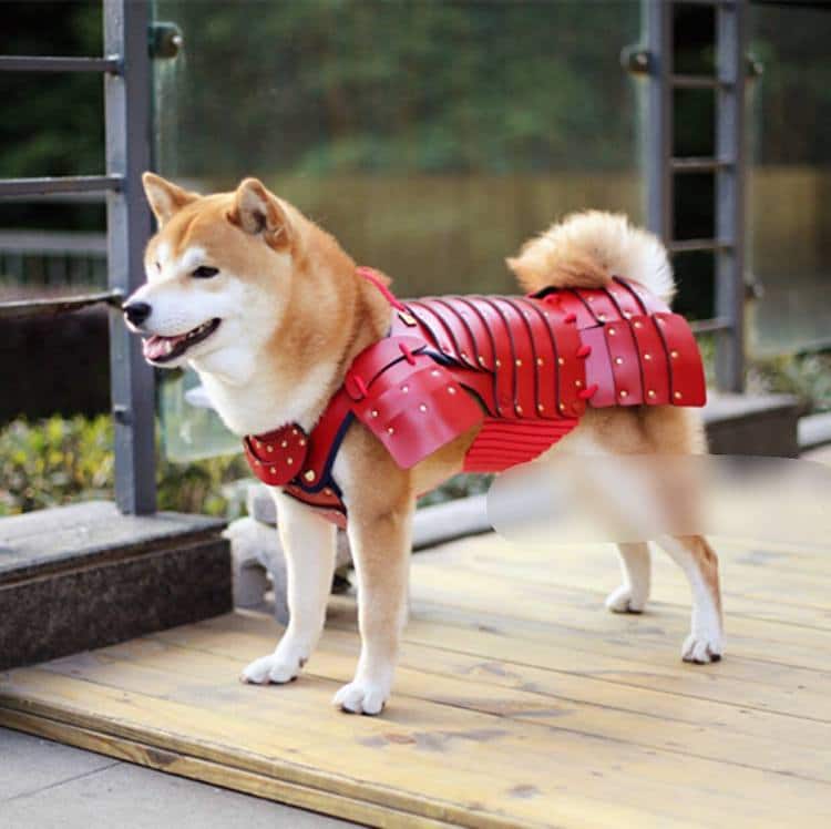 samurai age dog armor