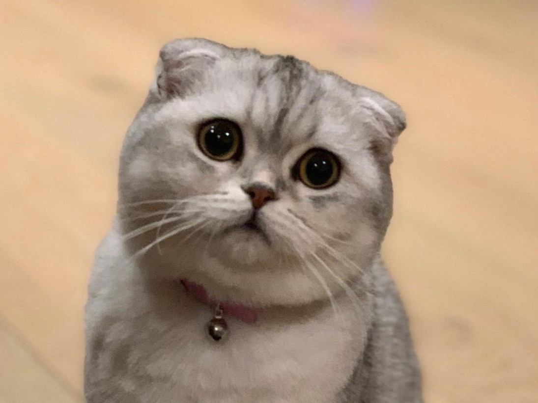 scottish fold cat for sale