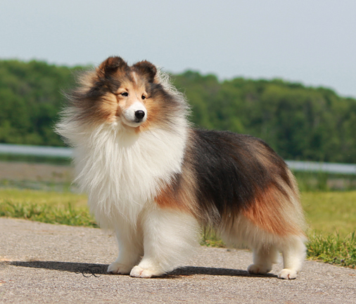 sheltie breeders puppies for sale