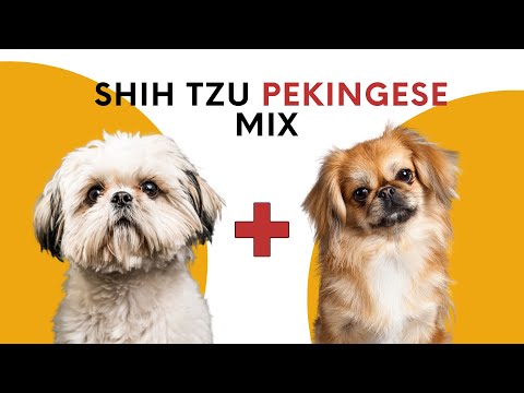 shih tzu and pekingese