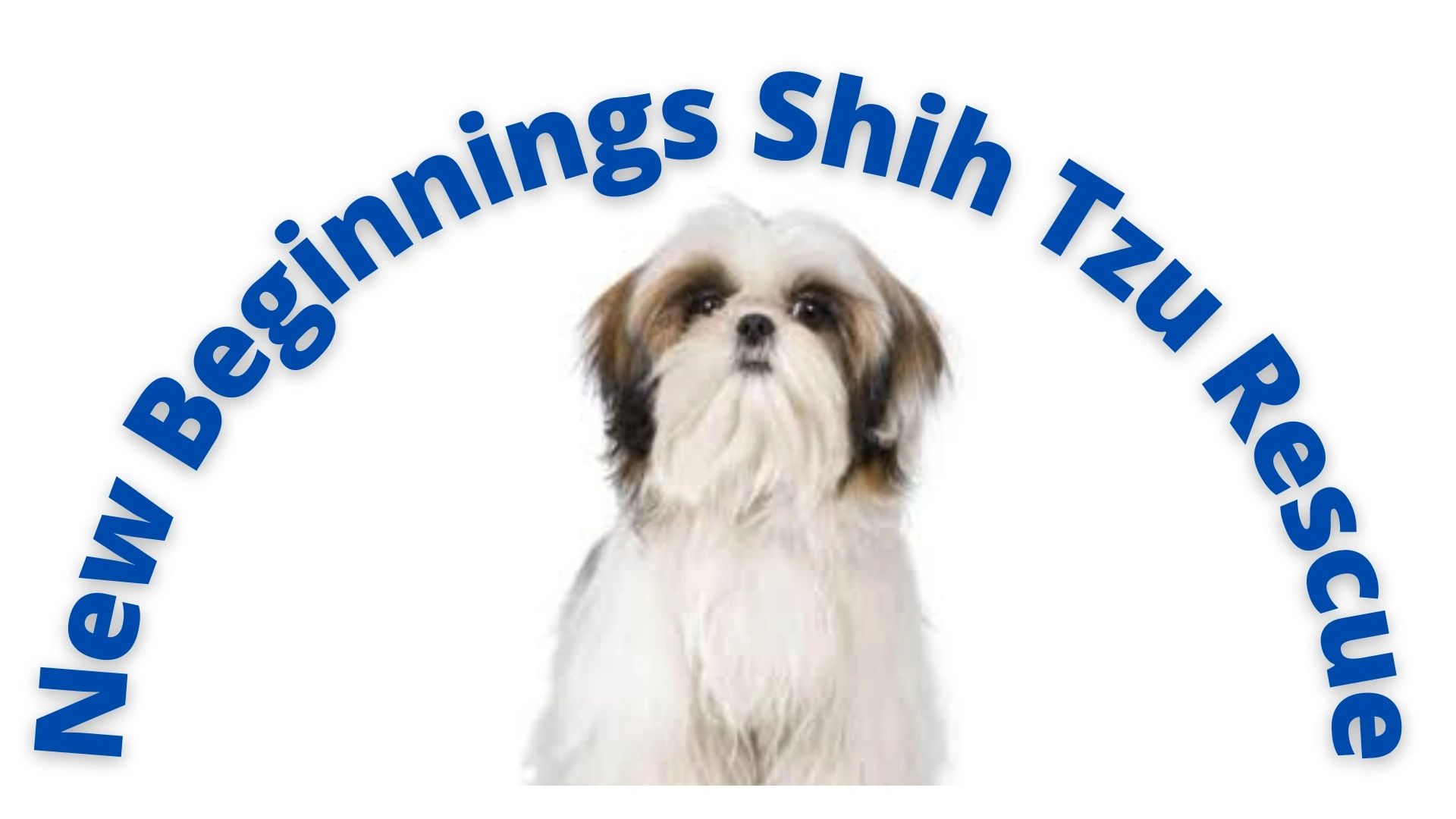 shih tzu rescue kent