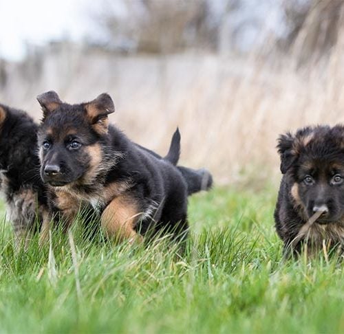 short haired german shepherd puppy