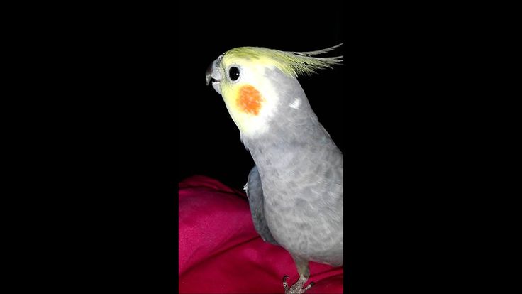 singing cockatiels