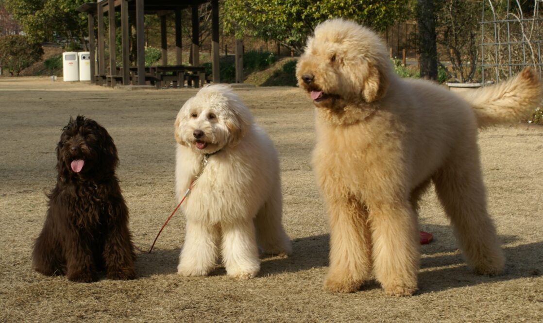 size of miniature labradoodle