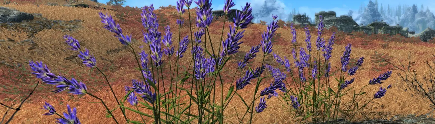 skyrim lavender