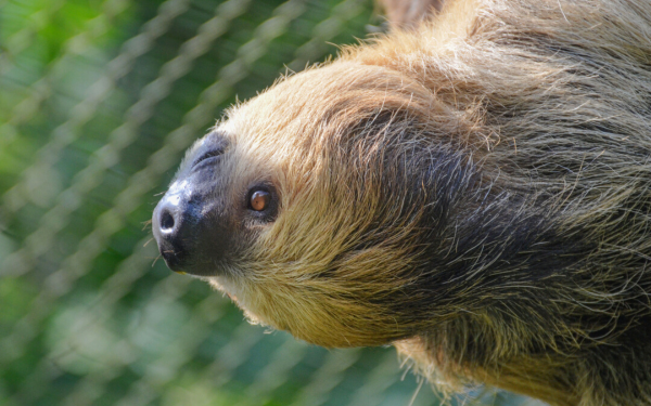 sloth sanctuary uk near me