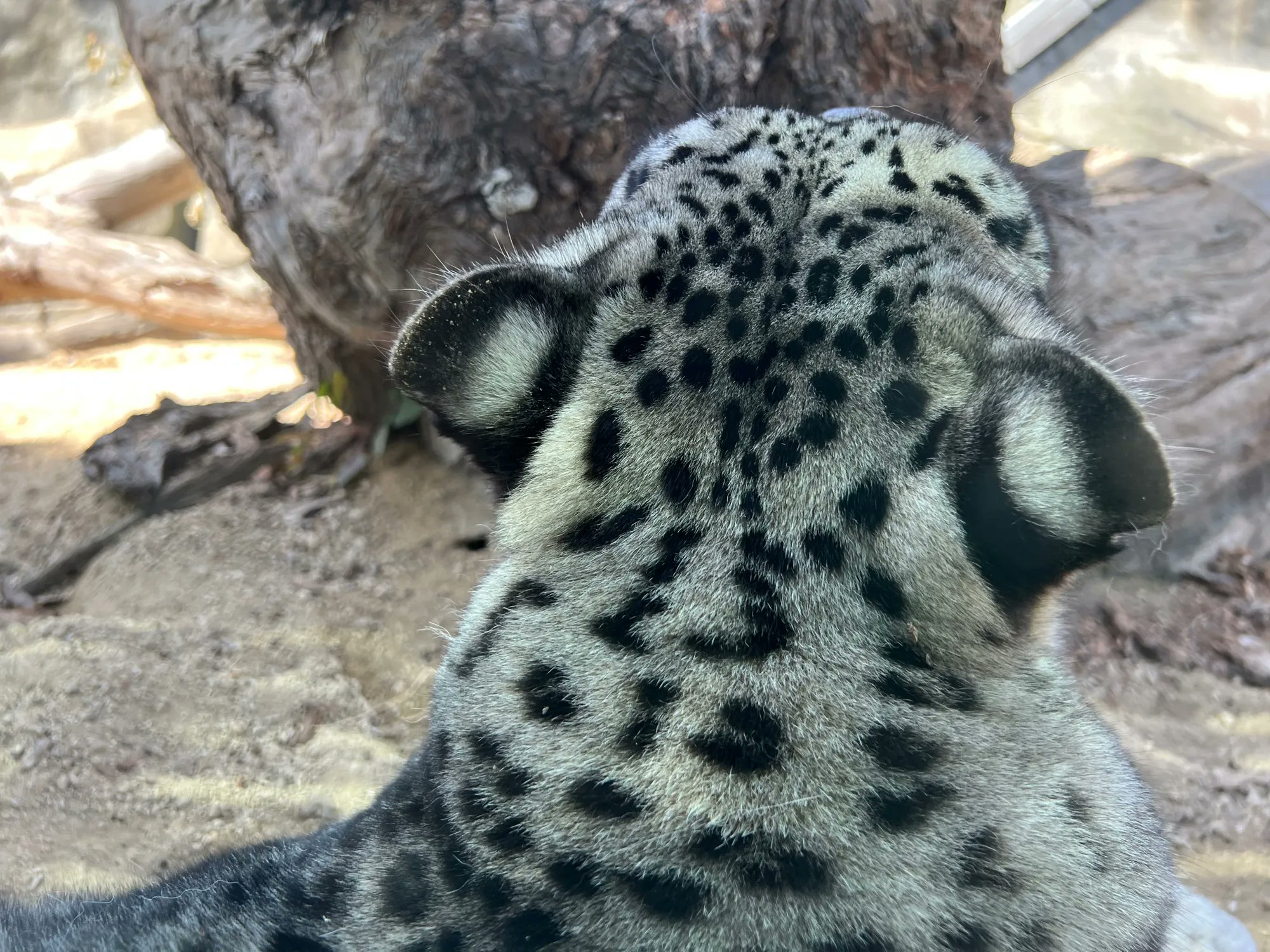 snow leopard ears