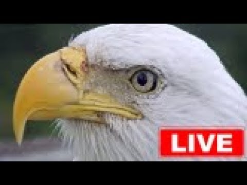 southwest florida eagle cam