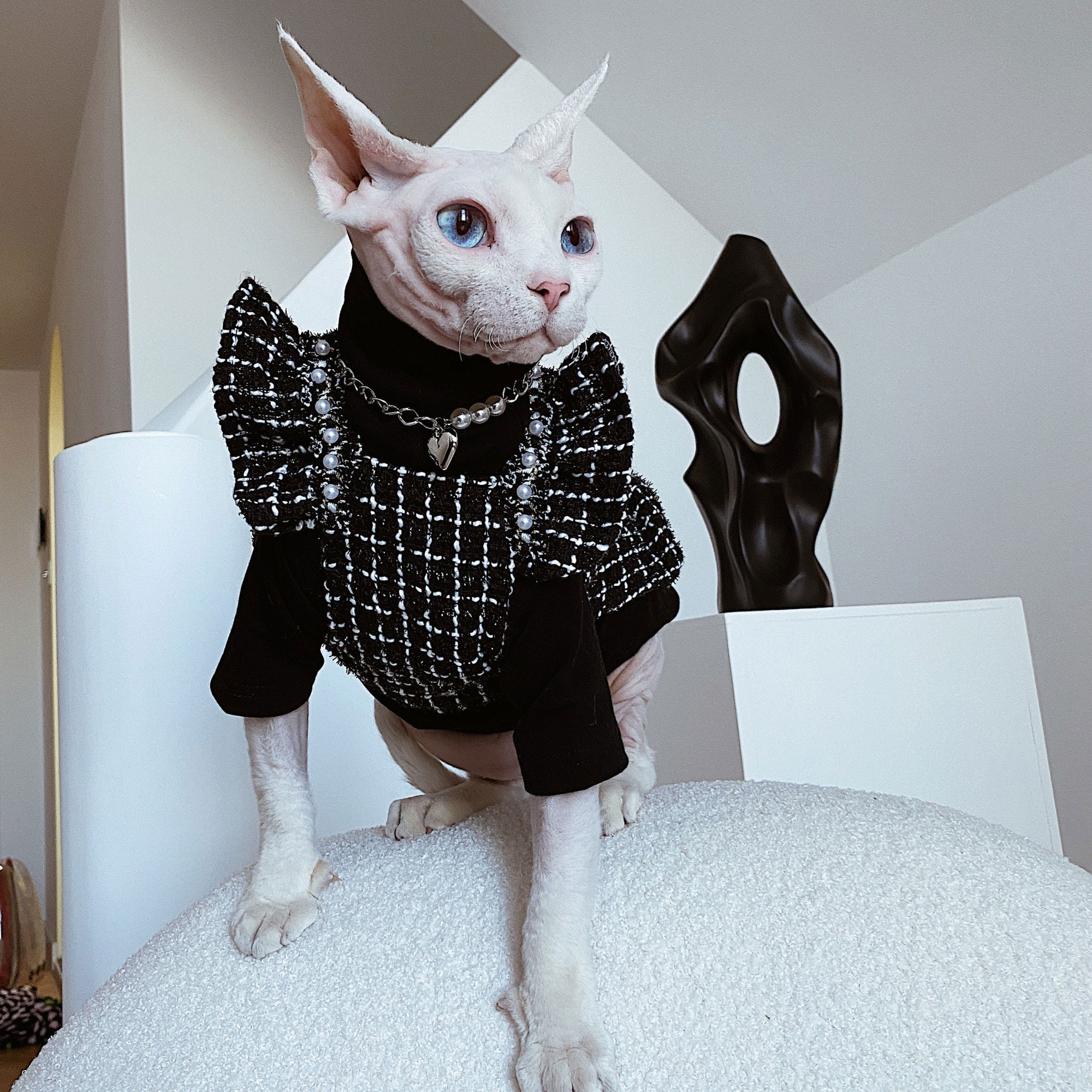 sphynx cat with clothes