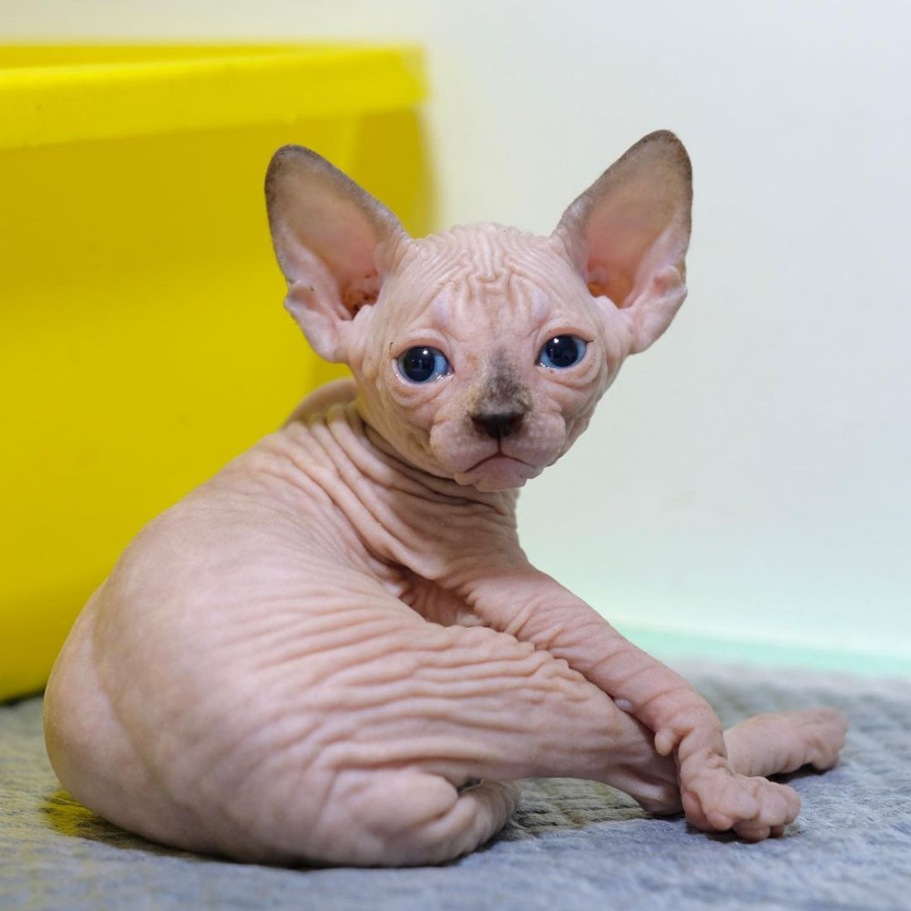 sphynx kittens for sale