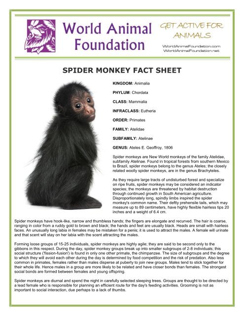 spider monkey fact file