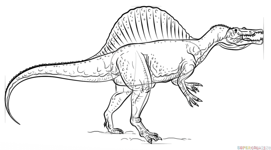 spino drawing