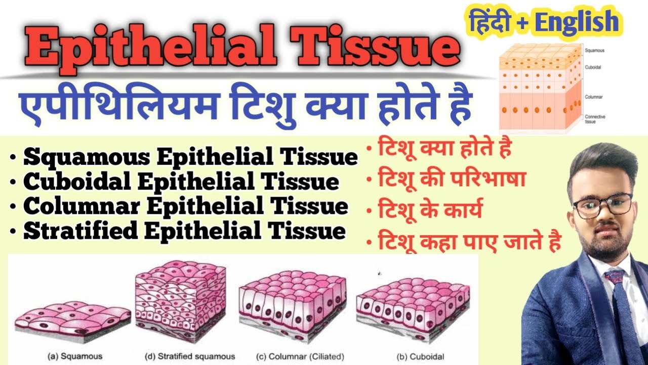 squamous epithelium meaning in hindi