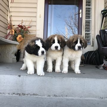 st bernard puppies colorado