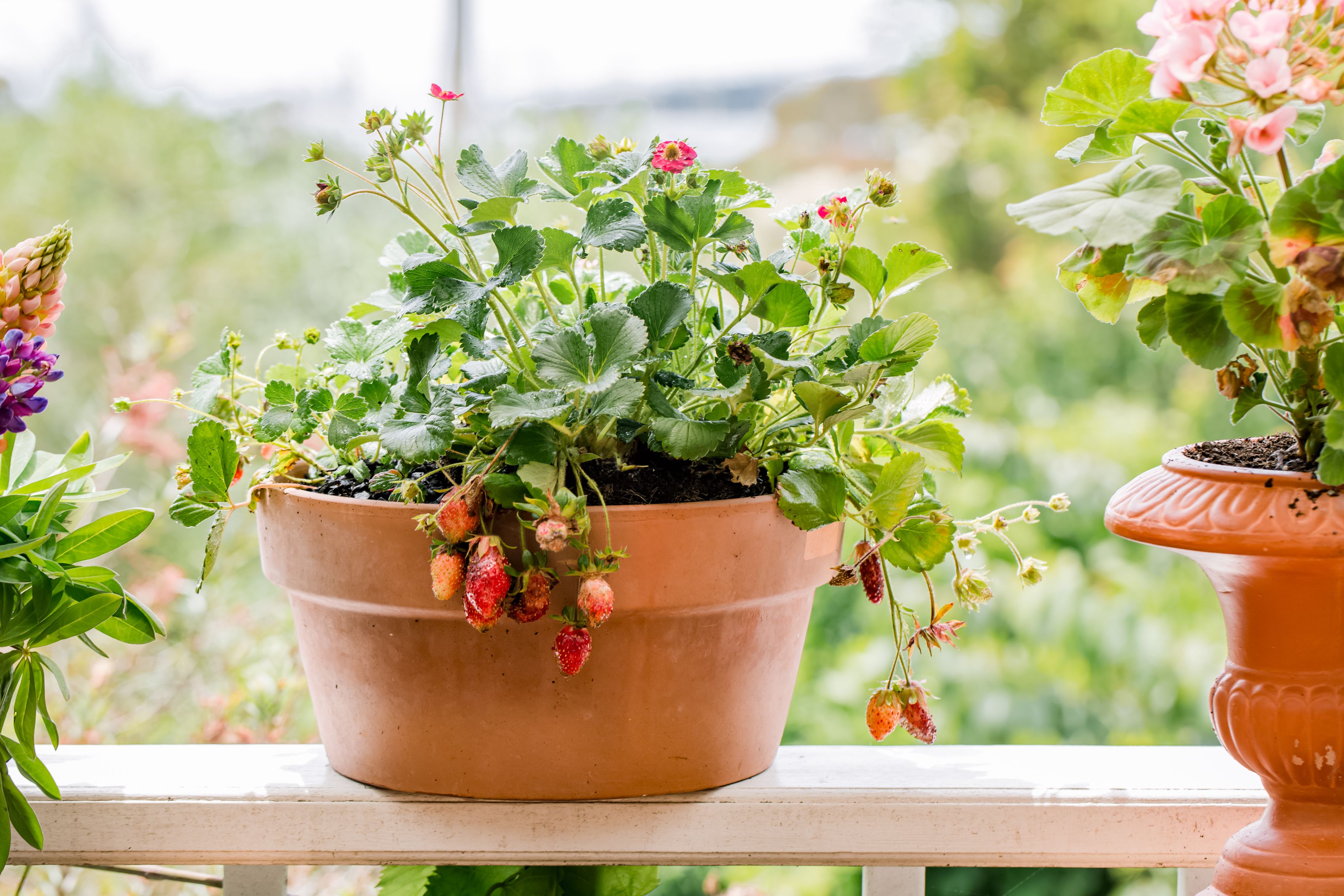 straw plant pots