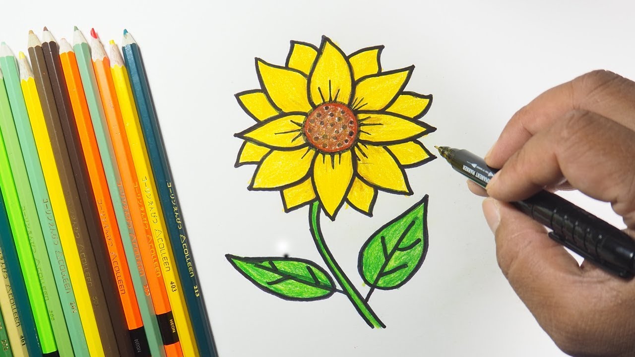 sunflower ki drawing