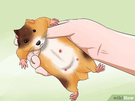 symptoms of a dying hamster