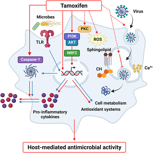 tamoxifen moa