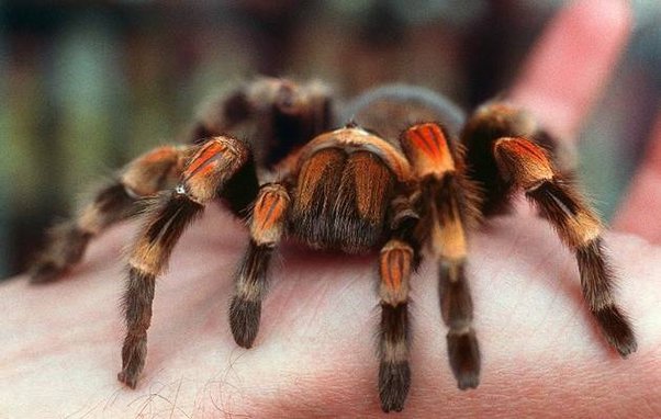 tarantula cute