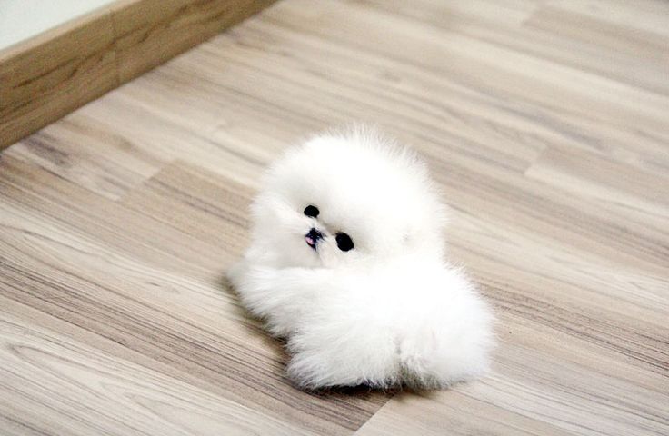 teacup small fluffy dogs