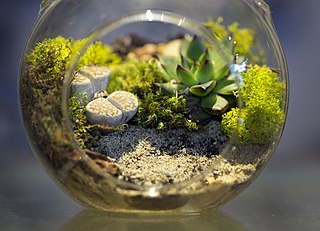 terrarium meaning in hindi