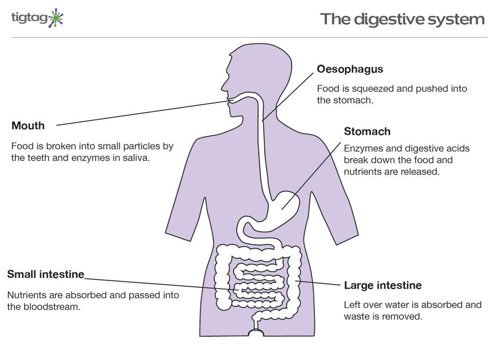 the digestive system for ks2