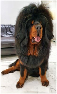 tibetan mastiff price in uk