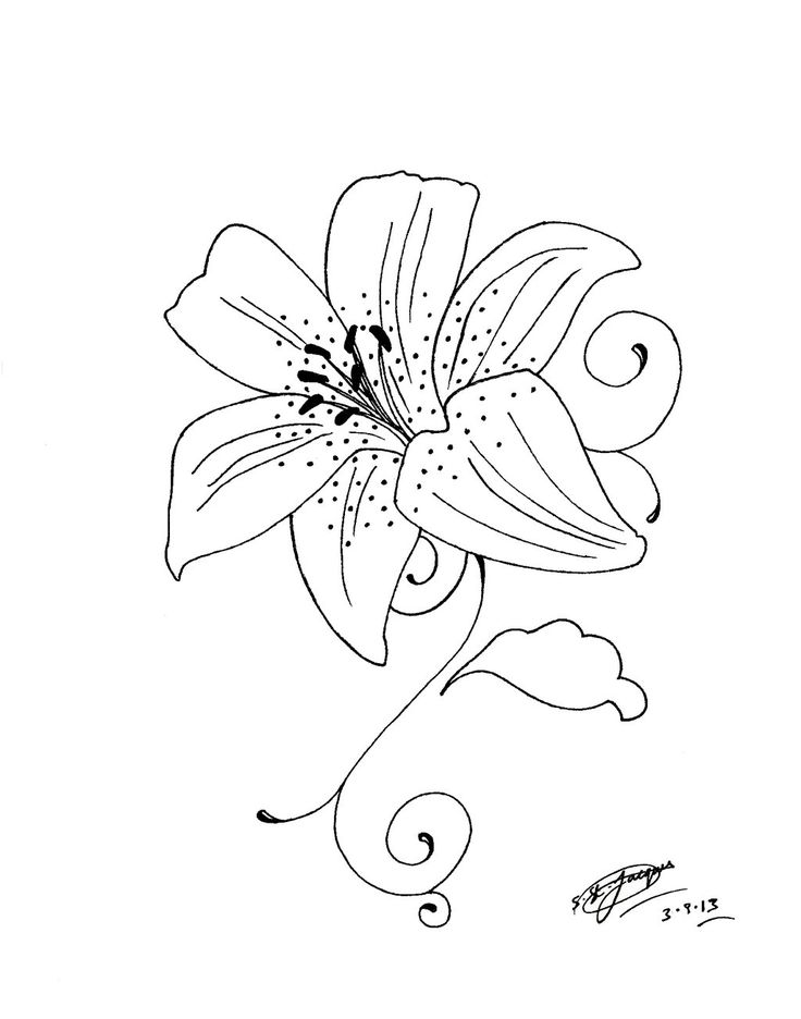 tiger lily outline