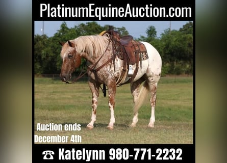 trail horses for sale in nc