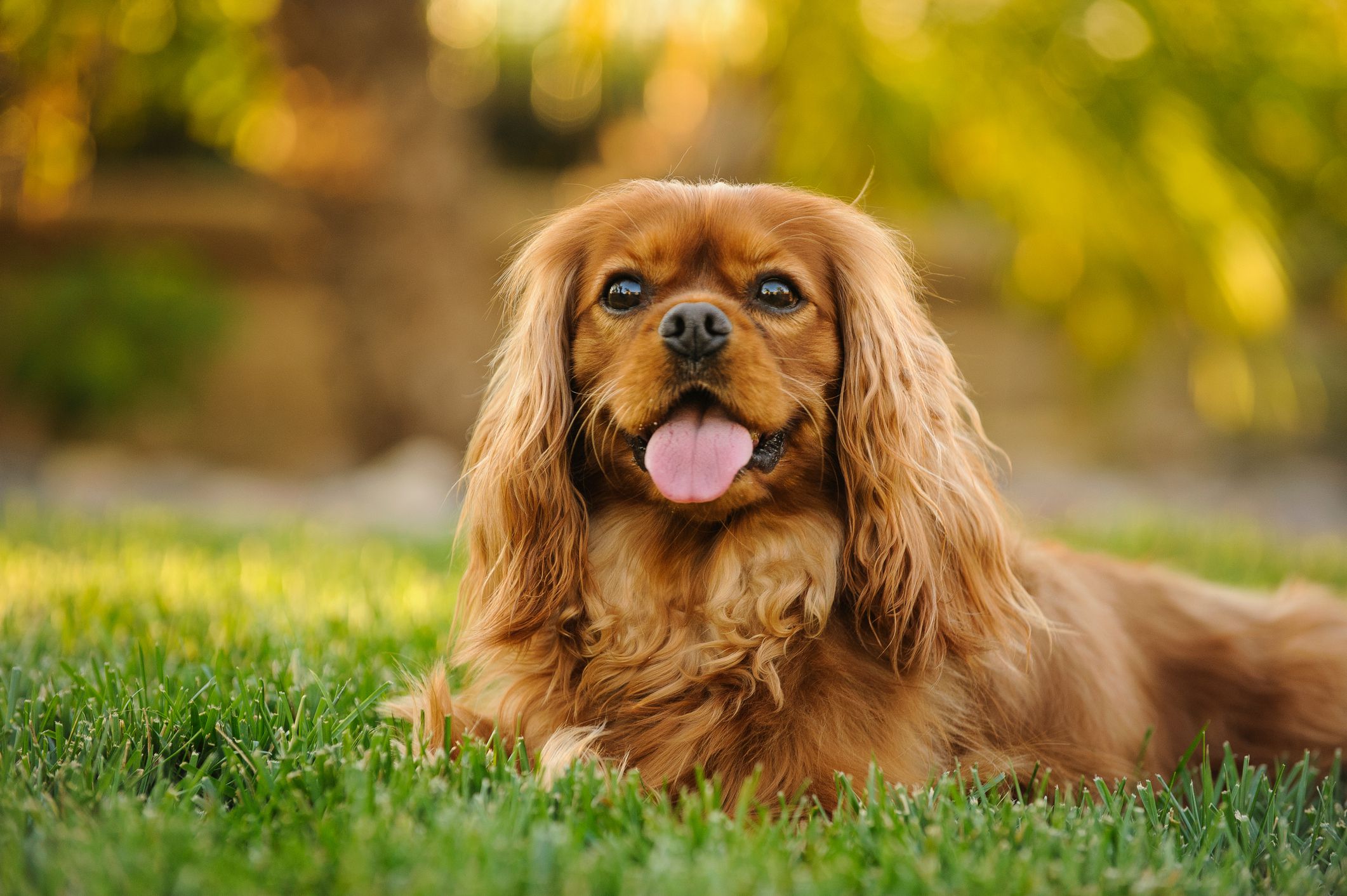 types of spaniel dog breeds