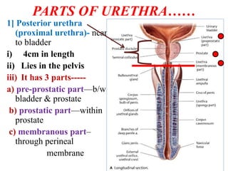 urethra anatomy ppt