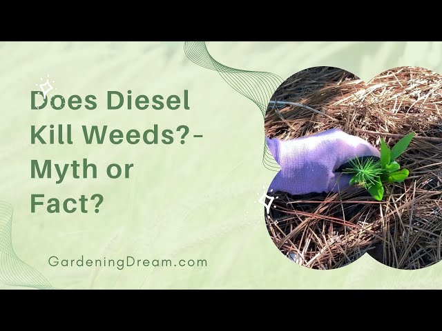 using diesel fuel to kill weeds