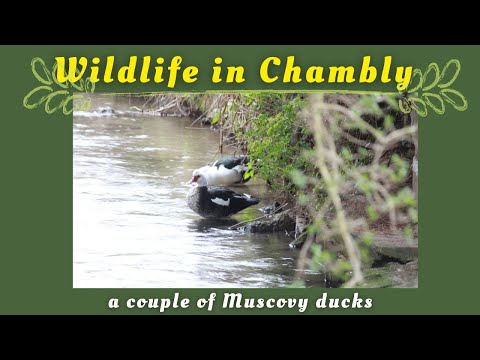 vlog chambly