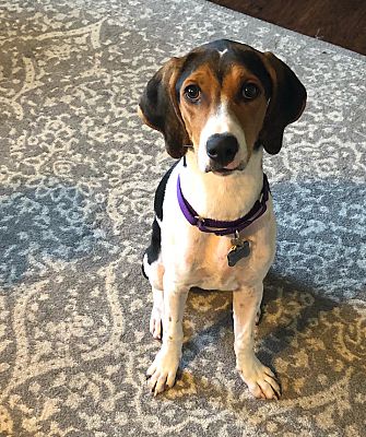 walker and beagle mix