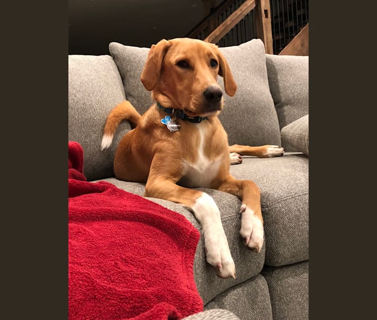 walker coonhound lab mix