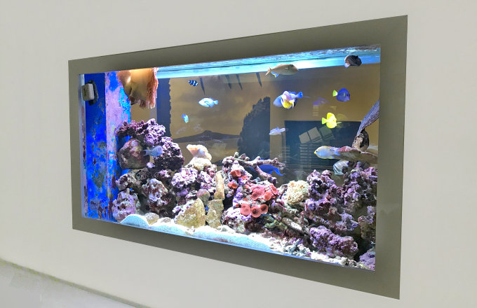 wall fish aquarium